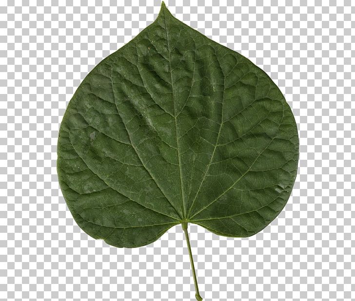Leaf Eastern Redbud Judas-tree Chinese Redbud PNG, Clipart, Bark, Bud, Common, Deciduous, Eastern Redbud Free PNG Download