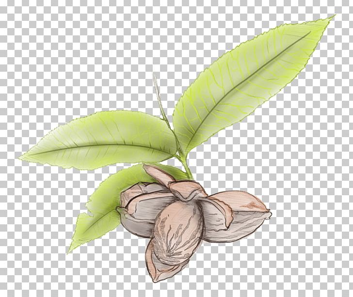 Leaf Pecan Tree Gall Nut PNG, Clipart, Arecaceae, Gall, Grasses, Leaf, Leaffooted Bugs Free PNG Download