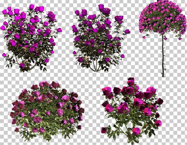 Still Life: Pink Roses Floral Design Garden Roses Flower PNG, Clipart, Annual Plant, Author, Blume, Dimension, Flower Free PNG Download