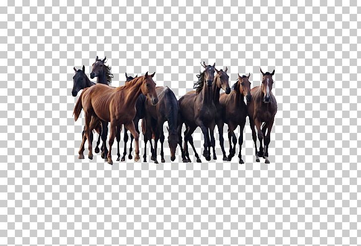 Andalusian Horse Colt Pony Stallion PNG, Clipart, Animal, Animals, Be Quiet, Bridle, Drawing Free PNG Download