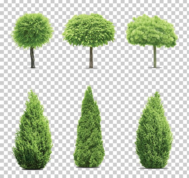 Gum Trees Cupressus PNG, Clipart, Conifer, Conifer Cone, Cupressus, Decorative Patterns, Environmental Protection Free PNG Download