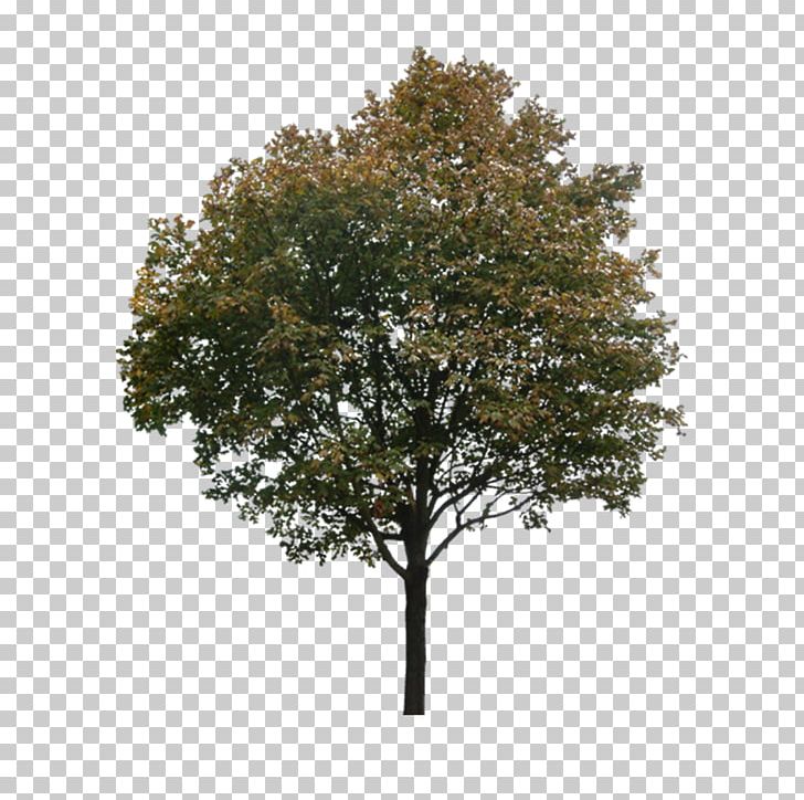 Tree PNG, Clipart, Adobe Illustrator, Branch, Christmas Tree, Color, Download Free PNG Download