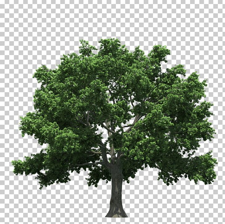 Tree PNG, Clipart, Branch, Computer Graphics, Computer Icons, Download, Encapsulated Postscript Free PNG Download