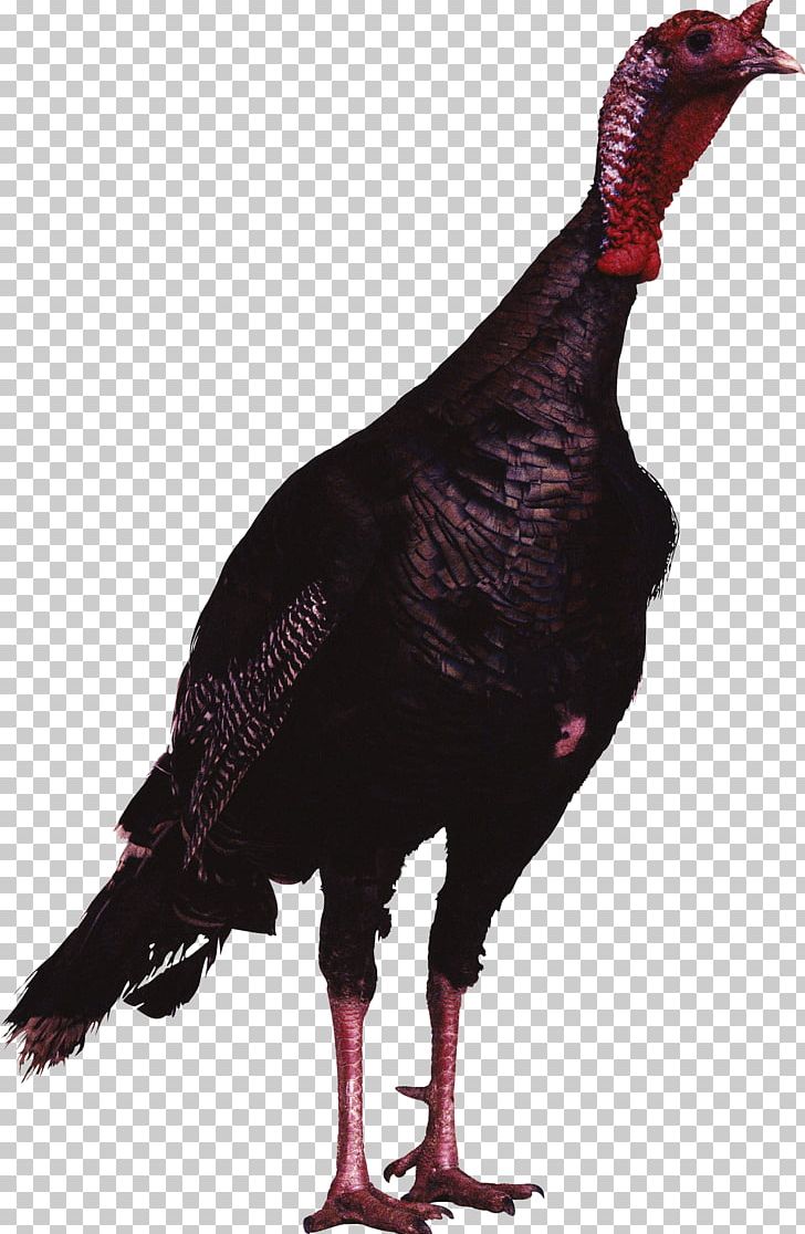 Turkey Desktop Bird PNG, Clipart, Animals, Beak, Bird, Computer Icons, Desktop Wallpaper Free PNG Download