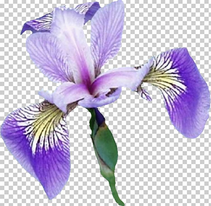 Northern Blue Flag Iris Croatica Botanical Illustration Campiano PNG ...