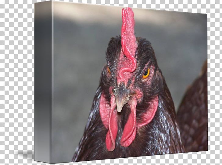 Rooster Beak Chicken As Food PNG, Clipart, Beak, Bird, Chicken, Chicken As Food, Galliformes Free PNG Download