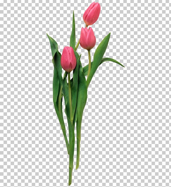 Tulip Photography Flower PNG, Clipart, Bud, Computer Graphics, Cut Flowers, Desktop Wallpaper, Floral Design Free PNG Download