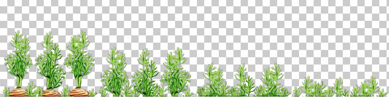 Plant Stem Wheatgrass Green Commodity Tree PNG, Clipart, Biology, Commodity, Green, Paint, Plant Free PNG Download