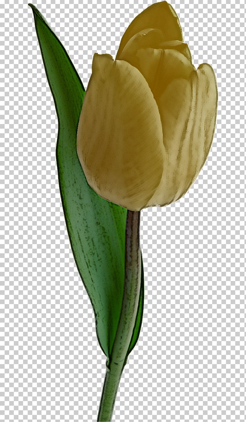 Flower Tulip Arum Plant Yellow PNG, Clipart, Alismatales, Anthurium, Arum, Arum Family, Bud Free PNG Download