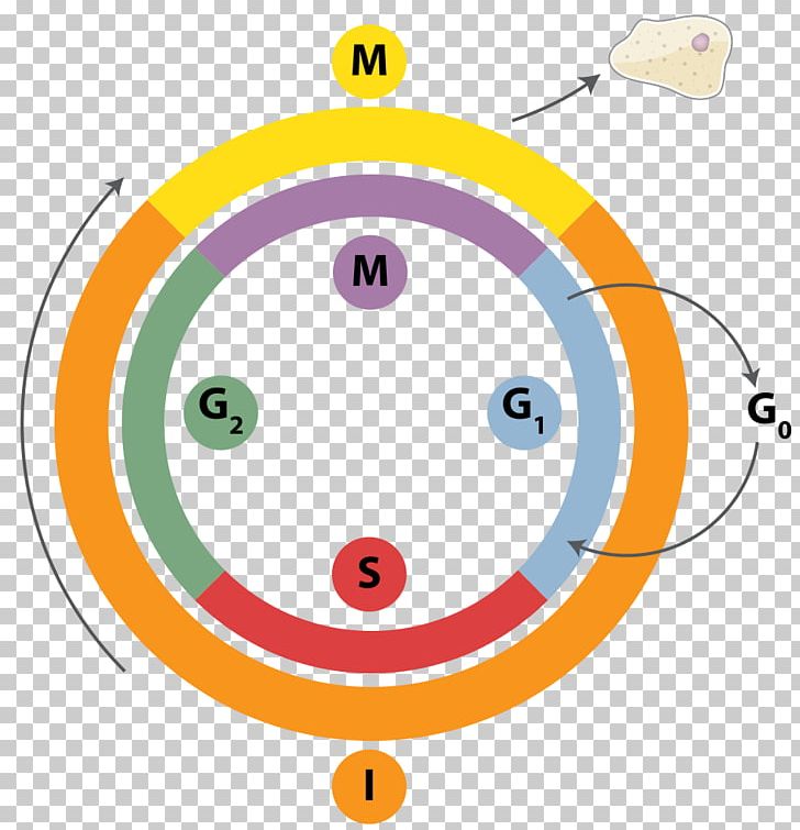 Cell Cycle DNA Replication Mitosis Interphase PNG, Clipart, Angle, Area, Biology, Cell, Cell Cycle Free PNG Download