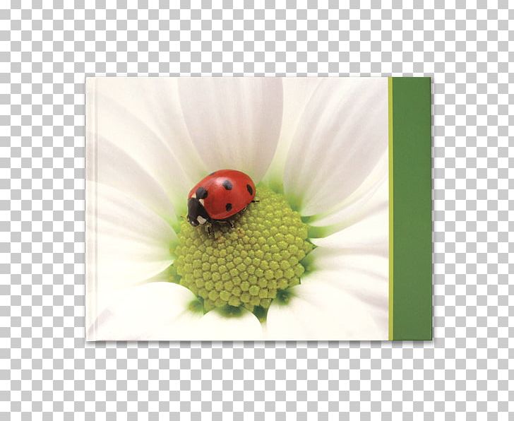 Flower Lady Bird PNG, Clipart, Flower, Insect, Invertebrate, Lady Bird, Ladybird Free PNG Download