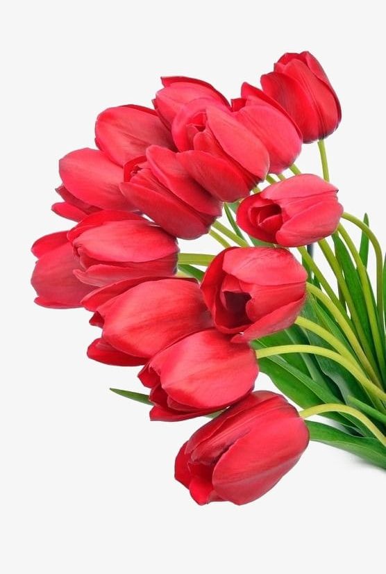 Tulip PNG, Clipart, Decoration, Flowers, Red, Tulip, Tulip Clipart Free PNG Download