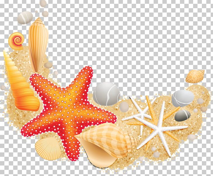 Sea Starfish Mollusc Shell Vecteur PNG, Clipart, Animals, Beach, Coast, Invertebrate, Laisse De Mer Free PNG Download