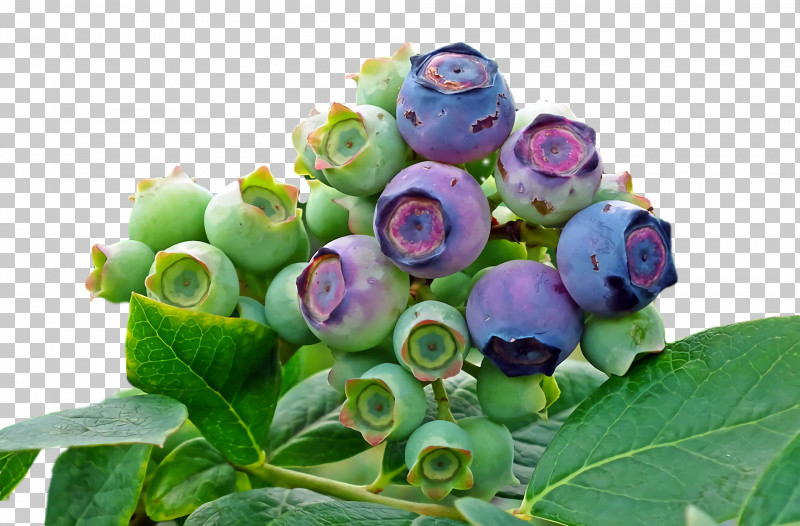 Cut Flowers Blueberry Bilberry Purple Flower PNG, Clipart, Bilberry, Blueberry, Cut Flowers, Flower, Purple Free PNG Download