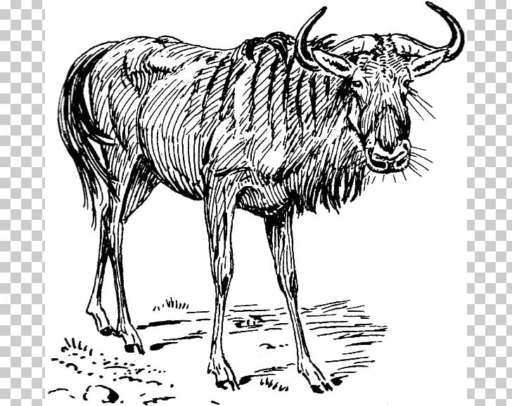 Blue Wildebeest PNG, Clipart, Art, Black And White, Carnivoran, Cow Goat Family, Fauna Free PNG Download