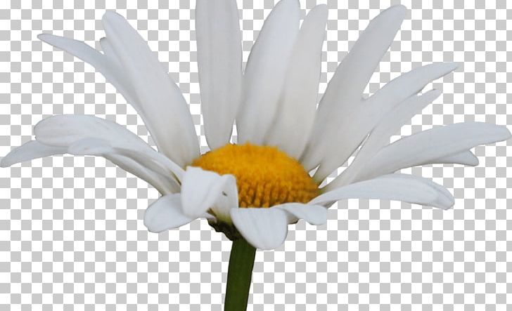 Common Daisy Desktop PNG, Clipart, Background, Chamomile, Common Daisy, Computer Wallpaper, Cut Flowers Free PNG Download