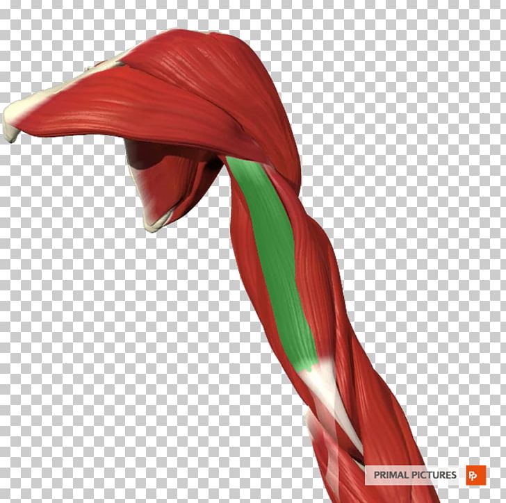Triceps Brachii Muscle Arm Biceps Human Anatomy PNG, Clipart, Anatomy, Arm, Biceps, Coronoid Process Of The Ulna, Diagram Free PNG Download