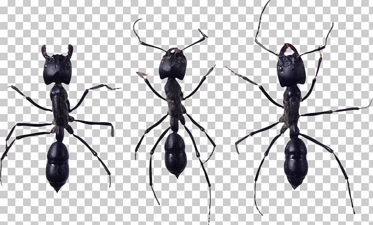 Ant Icon Wiki PNG, Clipart, Aggressive Pest Control, Ants, Arthropod, Bed Bug, Black And White Free PNG Download