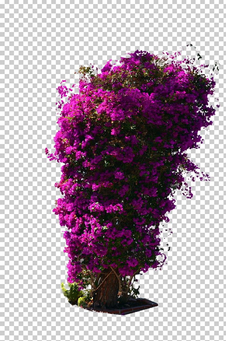 Shrub Flower Violet PNG, Clipart, Annual Plant, Branch, Cut Flowers, Deviantart, Flora Free PNG Download