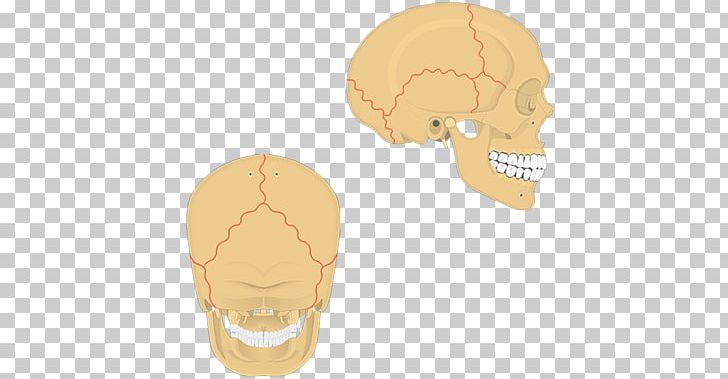 Skull Suture Anatomy Bone Human Body PNG, Clipart, Anatomy, Atlas, Base Of Skull, Bone, Connective Tissue Free PNG Download
