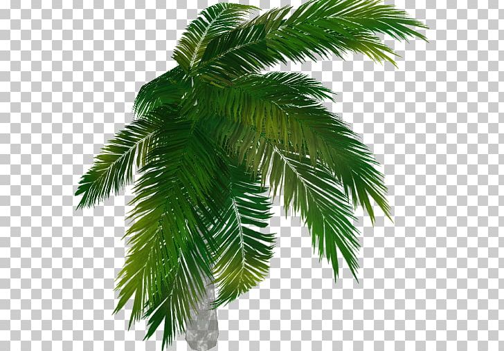 Asian Palmyra Palm Arecaceae Tree Evergreen Date Palm PNG, Clipart, Above, Arecaceae, Arecales, Asian Palmyra Palm, Borassus Free PNG Download