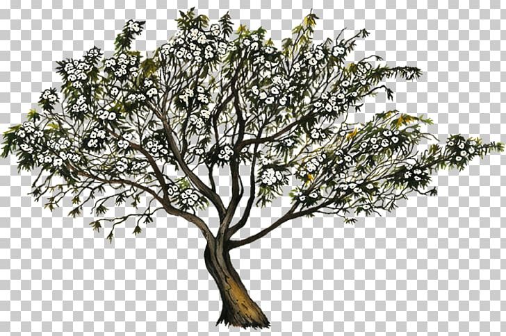 Ipomoea Arborescens Description Tree Romantic Comedy PNG, Clipart, Branch, Description, Flower, Flower Album, Industry Free PNG Download