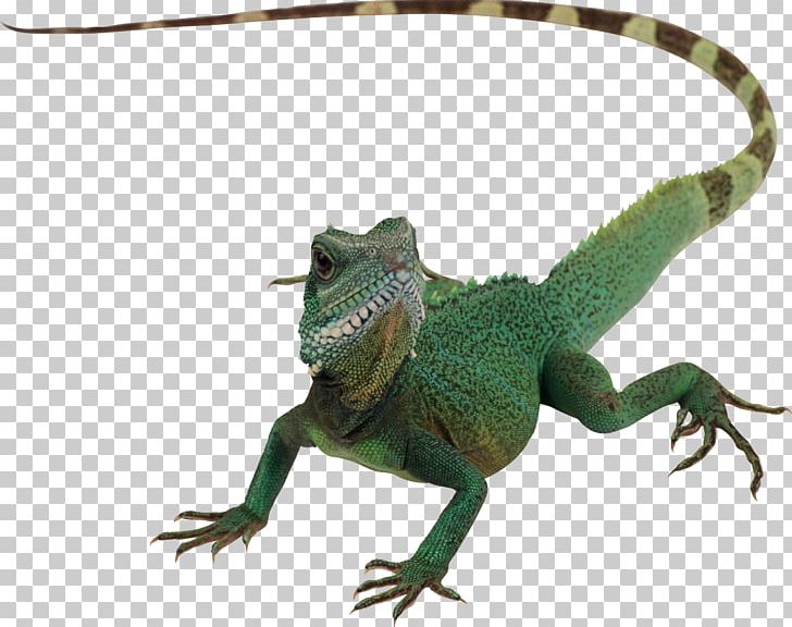 Lizard Reptile Chameleons Komodo Dragon PNG, Clipart, Agamidae, Animal, Animals, Chameleon, Chameleons Free PNG Download
