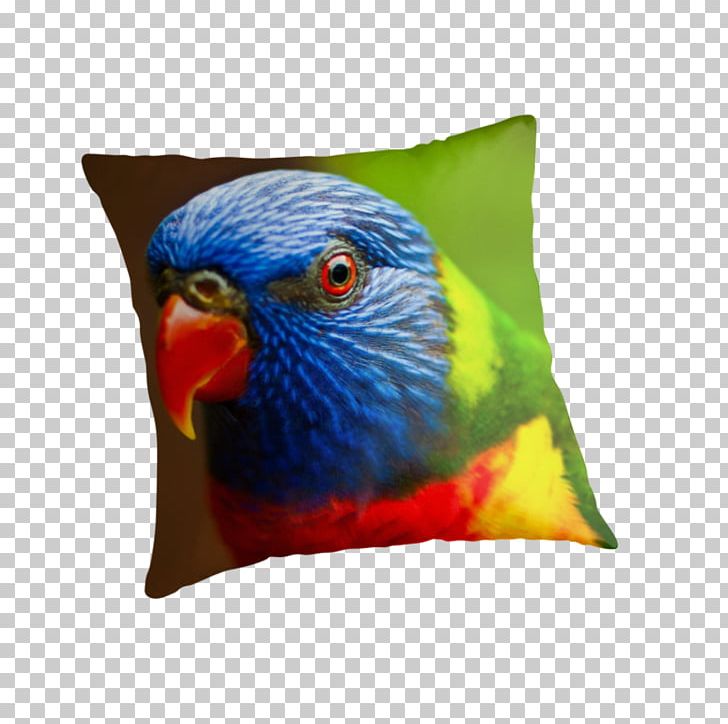 Macaw Cushion Pillow Feather Beak PNG, Clipart, Beak, Bird, Cushion, Feather, Lories And Lorikeets Free PNG Download