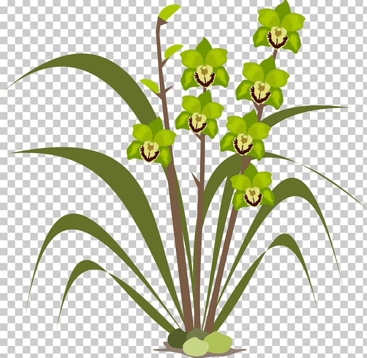 Orchids Pixabay PNG, Clipart, Boat Orchid, Download, Favicon, Flora, Flower Free PNG Download