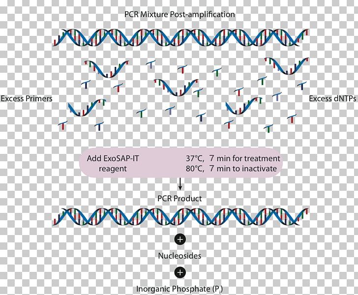 Polymerase Chain Reaction Exonuclease Alkaline Phosphatase Reagent PNG, Clipart, Alkaline Phosphatase, Angle, Area, Blue, Brand Free PNG Download