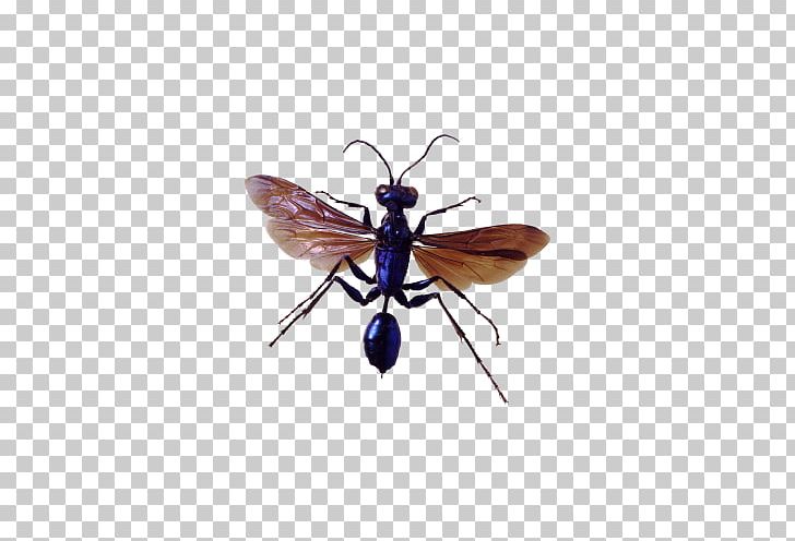 Insect Pest Control PNG, Clipart, Arthropod, Bed Bug, Clipping Path, Fly, Hugabug Pest Control Termite Free PNG Download