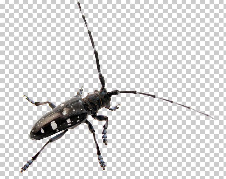 Longhorn Beetle Asian Long-horned Beetle Monochamus Scutellatus Coleoptera: Cerambycidae PNG, Clipart, Animals, Antenna, Arthropod, Asian Longhorned Beetle, Beetle Free PNG Download