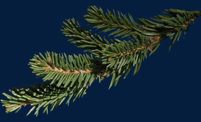 Christmas Tree Branch PNG, Clipart, Branch, Branch Clipart, Christmas, Christmas Clipart, Christmas Library Free PNG Download