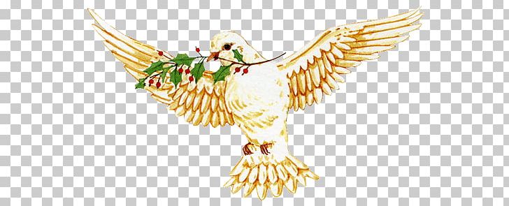 Domestic Pigeon Bird PNG, Clipart, Angel, Animals, Beak, Bird, Bird Of Prey Free PNG Download