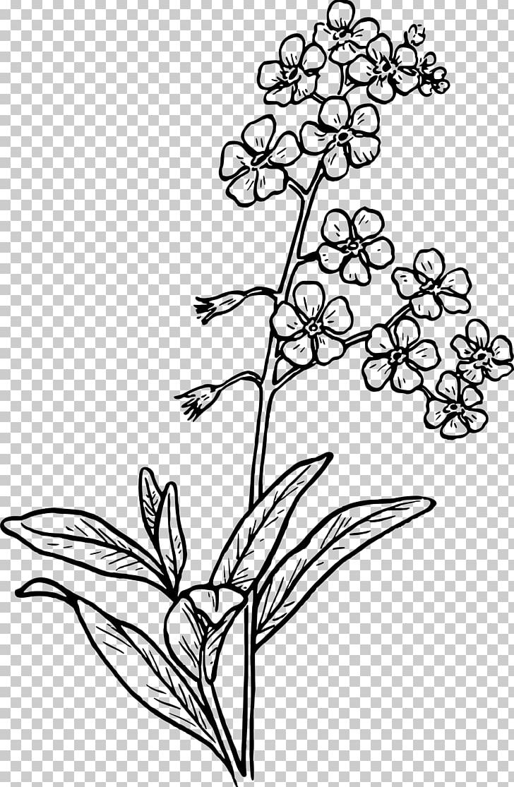 Drawing Flower Watercolor Painting Sketch PNG, Clipart, Art, Black And White, Branch, Coloring Book, Common Daisy Free PNG Download