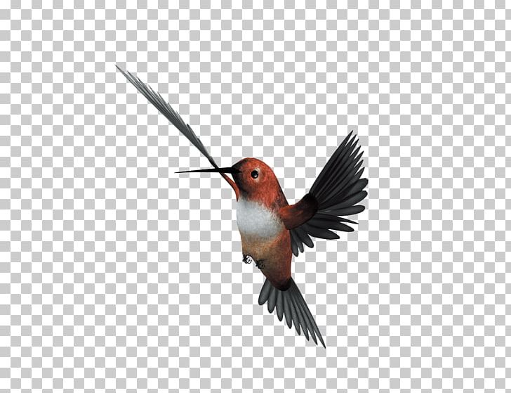 Hummingbird Flight Parrot PNG, Clipart, Animals, Beak, Bird, Bird Cage, Bird Flight Free PNG Download