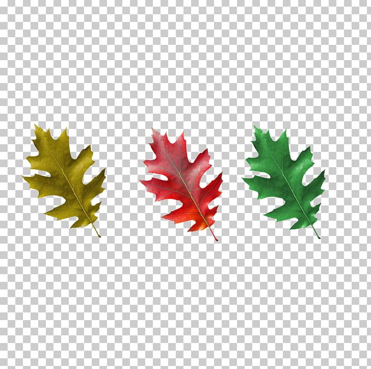 Maple Leaf PNG, Clipart, Autumn, Foliage, Leaf, Maple Leaf, Others Free PNG Download