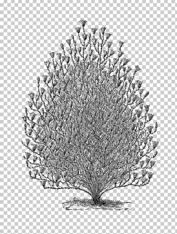 Twig Drawing Pine /m/02csf Line PNG, Clipart, Black And White, Branch, Drawing, Flowering Plant, Leaf Free PNG Download