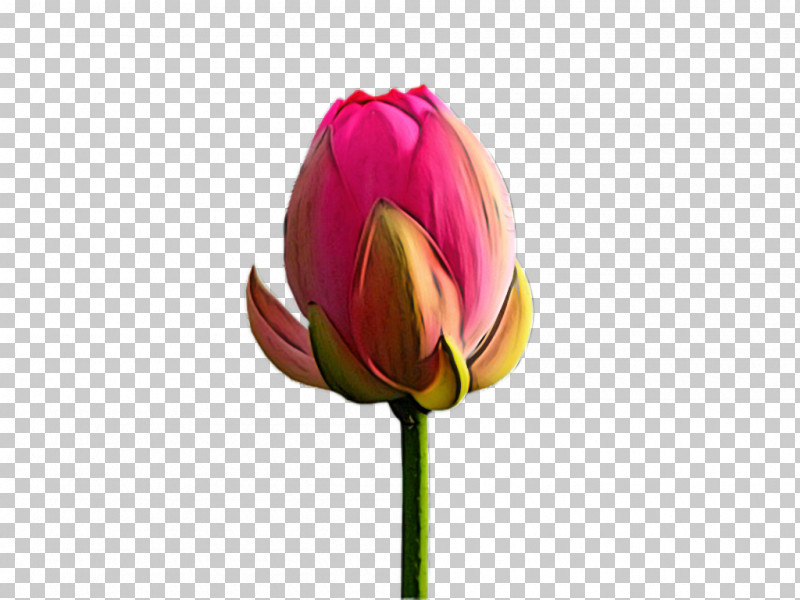 Plant Stem Cut Flowers Bud Tulip Proteales PNG, Clipart, Bud, Closeup, Computer, Cut Flowers, Flower Free PNG Download