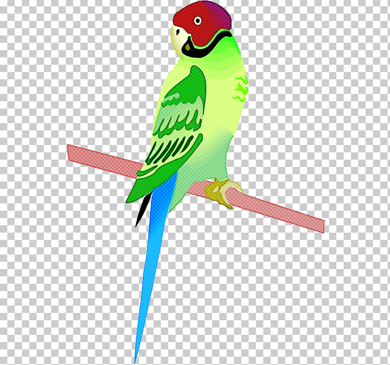 Bird Parakeet Parrot Budgie Beak PNG, Clipart, Beak, Bird, Bird Supply, Budgie, Macaw Free PNG Download