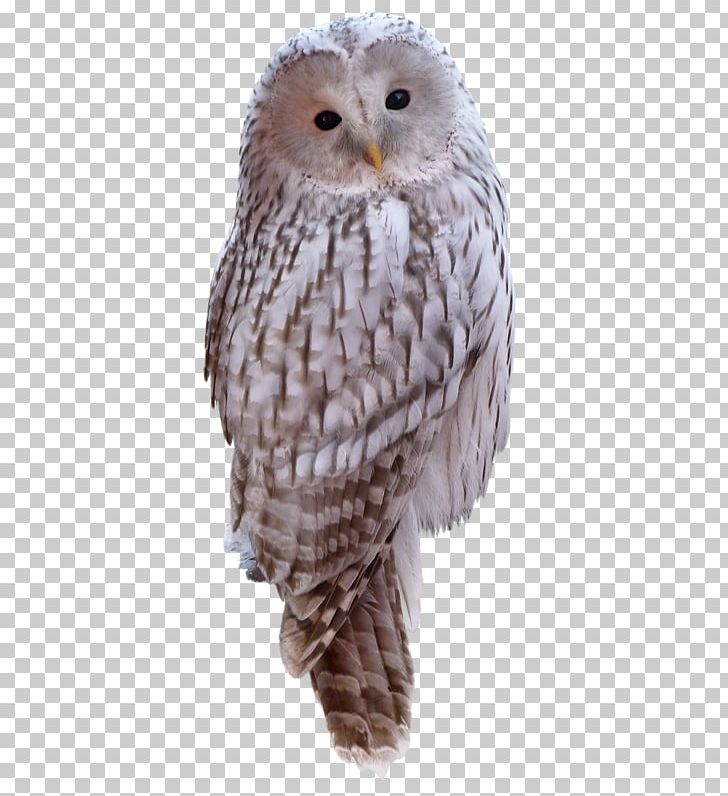 Great Grey Owl PNG, Clipart, Animal, Animals, Beak, Bird, Bird Of Prey Free PNG Download