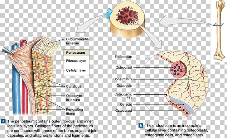 Osteon Endosteum Trabecula Periosteum Bone PNG, Clipart,  Free PNG Download