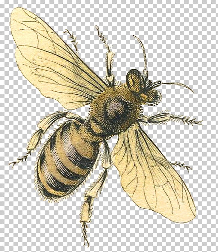 Western Honey Bee Queen Bee Bumblebee PNG, Clipart, Arthropod, Bee, Beeswax, Bumblebee, Clip Art Free PNG Download