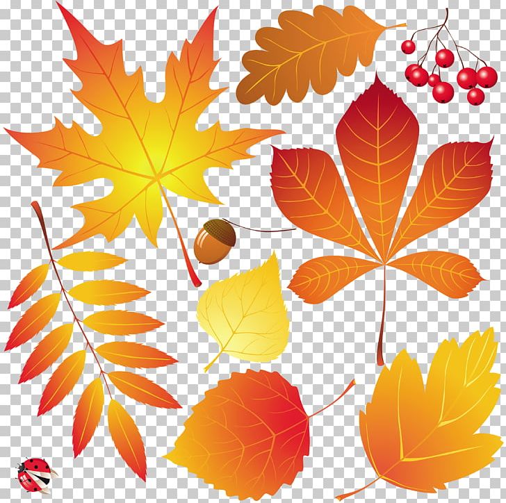 fall leaf outline