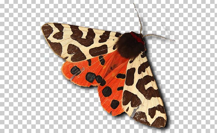 De Havilland Tiger Moth De Havilland Moth Landscape Painting PNG, Clipart, Brown, Butterfly, De Havilland, De Havilland Moth, De Havilland Tiger Moth Free PNG Download