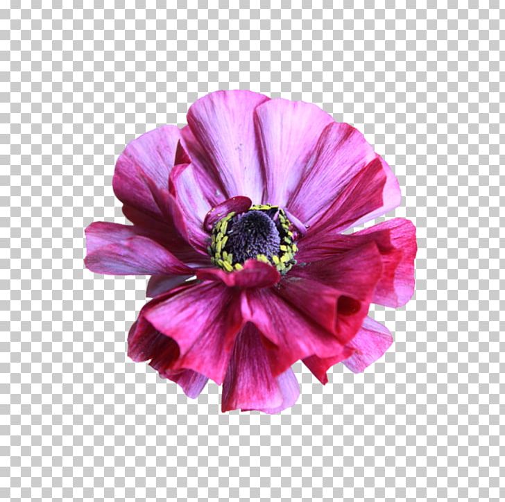 Stock Photography Flower PNG, Clipart, Anemone, Annual Plant, Art, Deviantart, Floral Design Free PNG Download