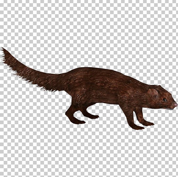 American Mink Sea Mink European Pine Marten Tiger PNG, Clipart, Animal Mink, Animals, Animation, Anime, Anime Character Free PNG Download