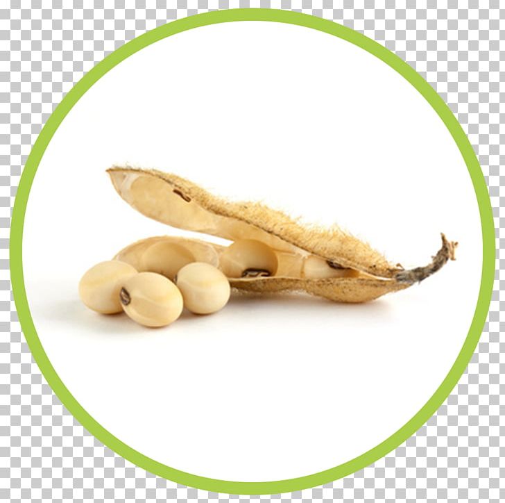 Edamame Soybean Oil Seed Lupin Bean PNG, Clipart, Bean, Beans, Cereal, Edamame, Food Free PNG Download
