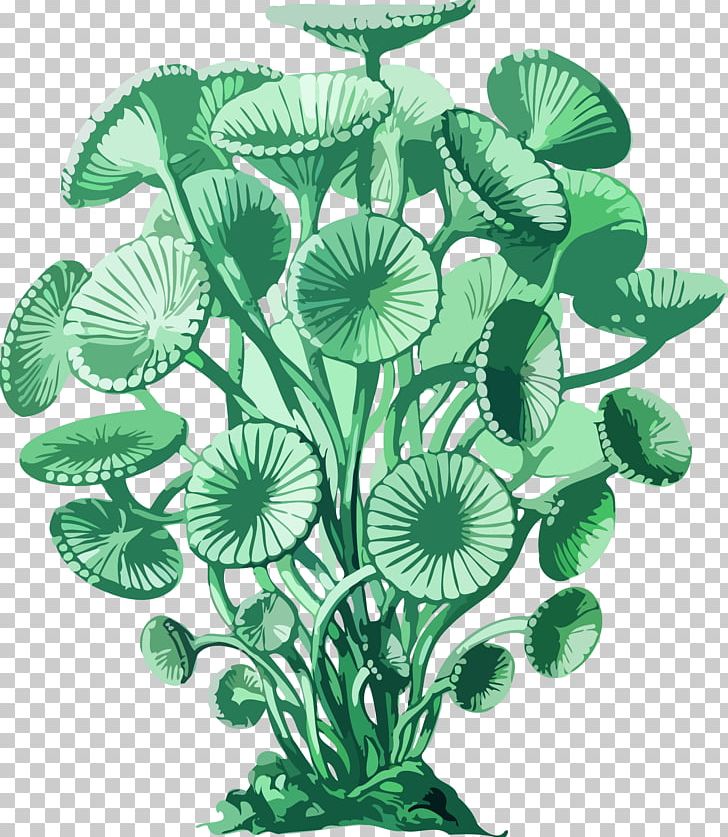 Art Forms In Nature Acetabularia Recapitulation Theory PNG, Clipart, Acetabularia Acetabulum, Algae, Aquarium Decor, Art, Art Forms In Nature Free PNG Download