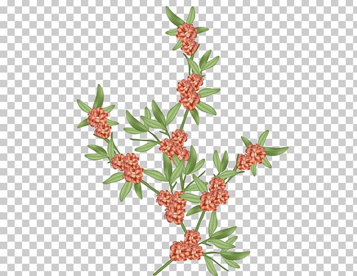 Flower PNG, Clipart, Blog, Editing, Flower, Flowering Plant, Jade Free PNG Download